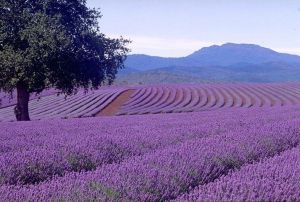 lavender-1.jpg.jpeg